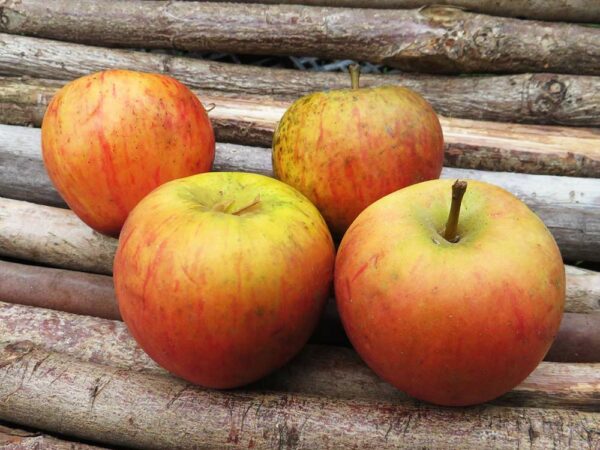 Rote Goldparmäne | Apfelbaum | Baumschule Südflora - Vier Äpfel nebeneinander