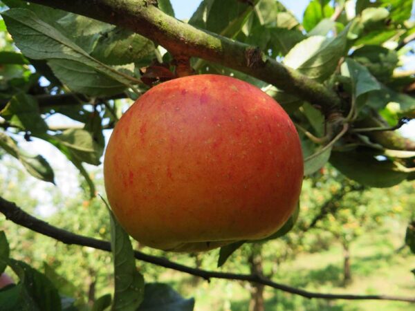 Rote Goldparmäne | Apfelbaum | Baumschule Südflora - Apfel am Baum