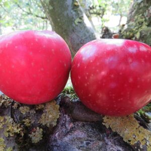 Rote Sternrenette | Apfelbaum | Baumschule Südflora - Zwei Äpfel