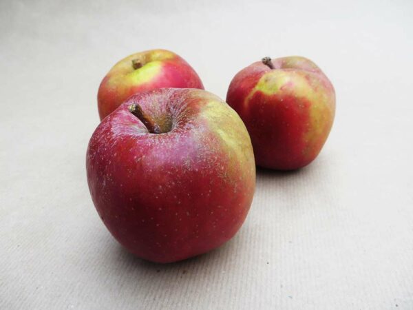 Roter Boskoop | Apfelbaum | Baumschule Südflora - Drei Äpfel