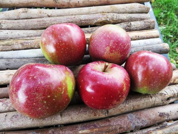 Roter Eiserapfel | Apfelbaum | Baumschule Südflora - Fünf Äpfel auf Holzunterlage