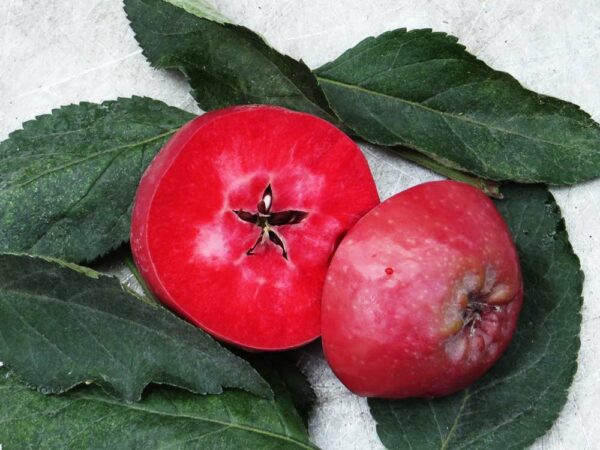 Roter Feuerapfel | Apfelbaum | Baumschule Südflora - Aufgeschnittener Apfel im Quer