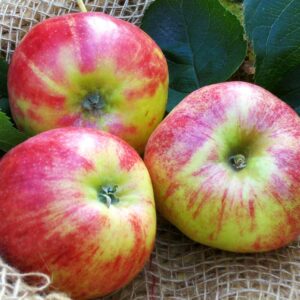 Roter Gravensteiner | Apfelbaum | Baumschule Südflora - Drei Äpfel