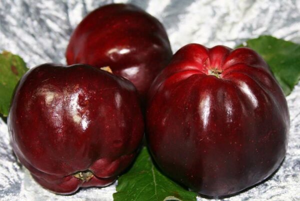 Roter Herbstkalvill | Apfelbaum | Baumschule Südflora - Drei Äpfel samt Blattwerk