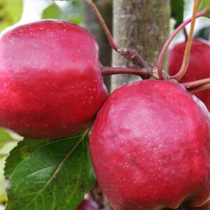 Roter Augustapfel | Apfelbaum | Baumschule Südflora - zwei Äpfel am Baum