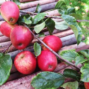 Roter Trierer Weinapfel | Apfelbaum | Baumschule Südflora - Astmit Äpfeln und Blattwerk