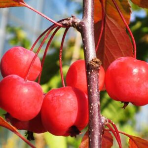 Roter Zierapfel | Apfelbaum | Baumschule Südflora - Äpfel am Baum