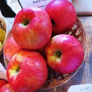 Ruhm aus Vierlanden | Apfelbaum | Baumschule Südflora - Vier Äpfel im Körbchen