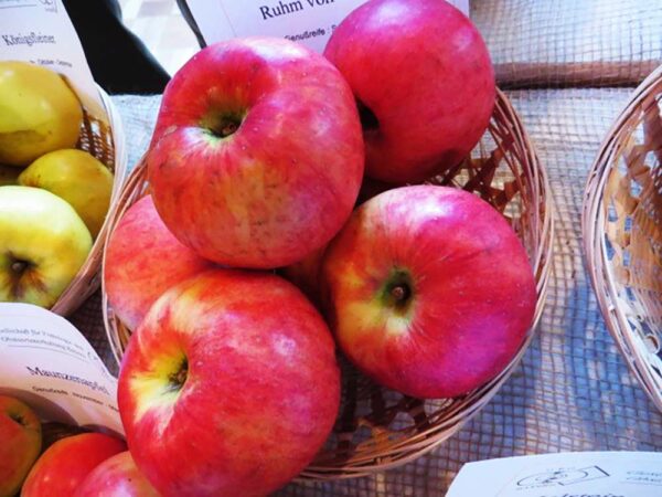Ruhm aus Vierlanden | Apfelbaum | Baumschule Südflora - Vier Äpfel im Körbchen