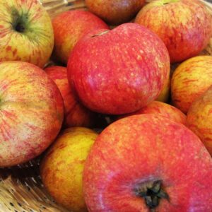 Schöner von Bath | Apfelbaum | Baumschule Südflora - Äpfel im Korb