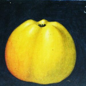 Signe Tillisch | Apfelbaum | Baumschule Südflora - Graphische Darstellung des Apfels