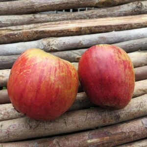 Stahls Winterprinz | Apfelbaum | Baumschule Südflora - Äpfel auf einer Holzunterlage