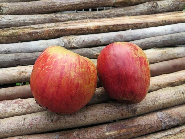Stahls Winterprinz | Apfelbaum | Baumschule Südflora - Äpfel auf einer Holzunterlage