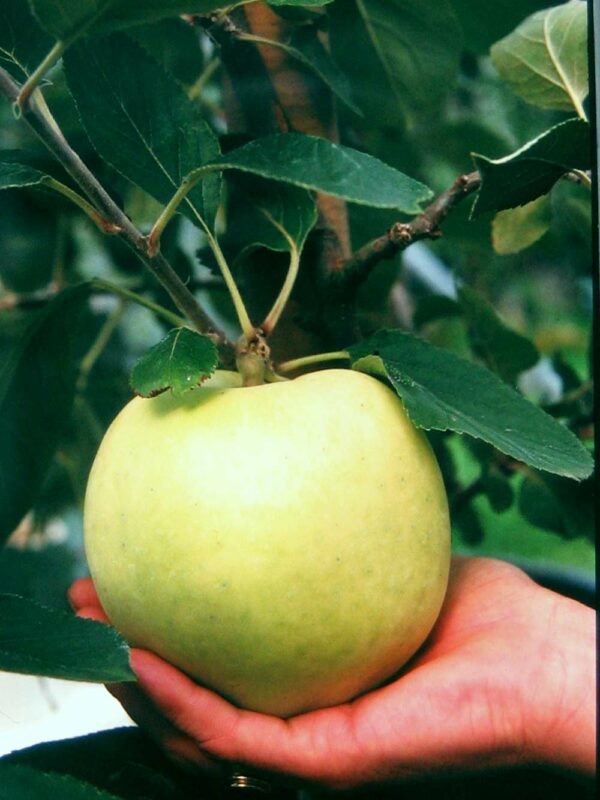Steenkampapfel | Apfelbaum | Baumschule Südflora - Apfel in einer Hand