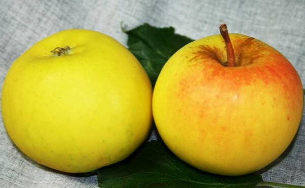 Steenkampapfel | Apfelbaum | Baumschule Südflora - zwei Äpfel