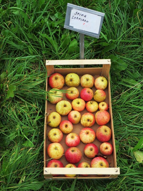 Stina Lohmann | Apfelbaum | Baumschule Südflora - Äpfel in einer Kiste