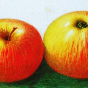 Stina Lohmann | Apfelbaum | Baumschule Südflora - graphische Darstellung der Frucht