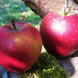Taubenapfel | Apfelbaum | Baumschule Südflora Zwei Äpfel liegen in der Sonne