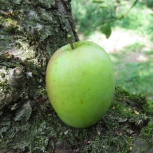 Weißer Wintertaubenapfel | Apfelbaum | Baumschule Südflora - Apfel am Boden