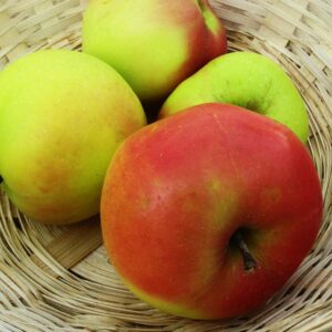 Winterbanane | Apfelbaum | Baumschule Südflora - Vier Äpfel im Korb