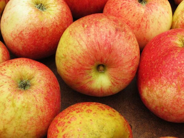 Wohlschmecker aus Vierlanden | Apfelbaum | Südflora - Äpfel von oben auf einem Tisch