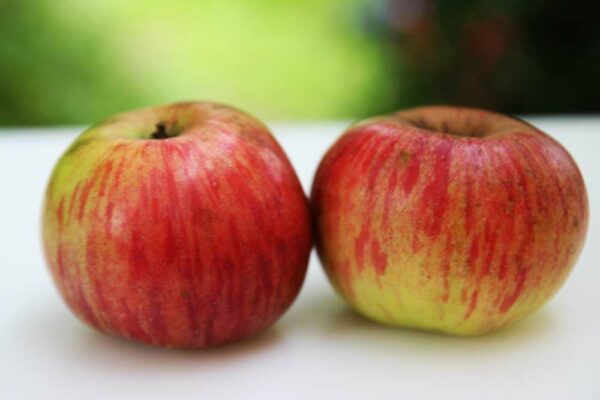 Wohlschmecker aus Vierlanden | Apfelbaum | Südflora - zwei Äpfel