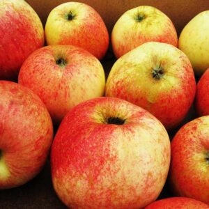 Wohlschmecker aus Vierlanden | Apfelbaum | Südflora - viele Äpfel im Bild