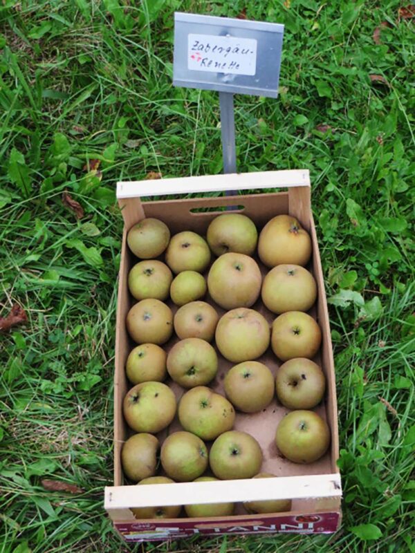 Zabergäurenette | Apfelbaum | Baumschule Südflora Äpfel in einer Kiste