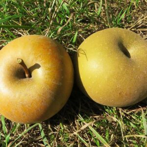 Zabergäurenette | Apfelbaum | Baumschule Südflora - zwei Äpfel im Gras