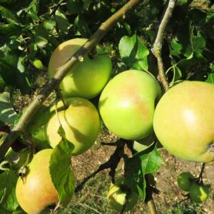 Zuccalmaglio Renette | Apfelbaum | Baumschule Südflora - Äpfel am Baum