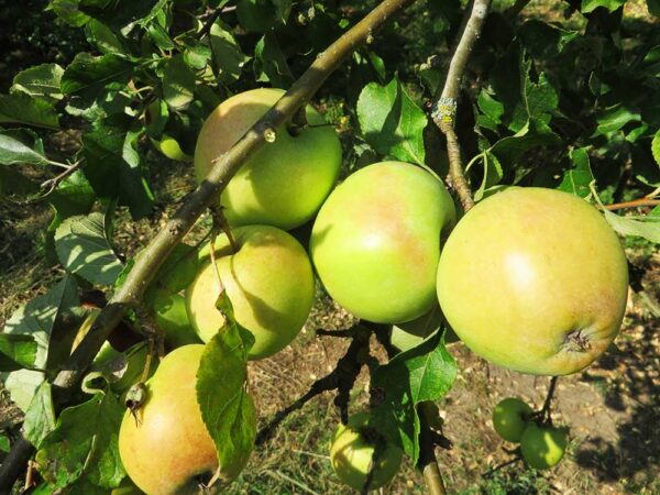 Zuccalmaglio Renette | Apfelbaum | Baumschule Südflora - Äpfel am Baum