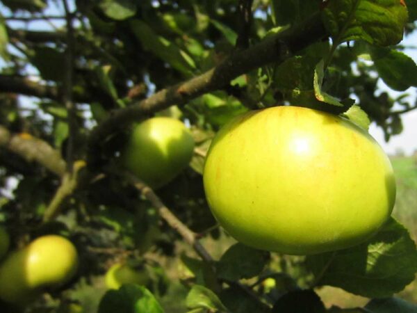 Zwiebelapfel | Apfelbaum | Baumschule Südflora - Äpfel am Baum