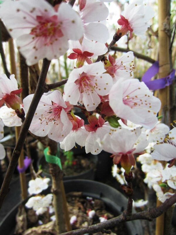 Aprikose Süßes Herz | Aprikosenbaum | Baumschule Südflora - Blüten
