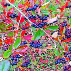 Aronia Stammveredlung | Besondere Nutzpflanzen - Viele Früchte am Baum