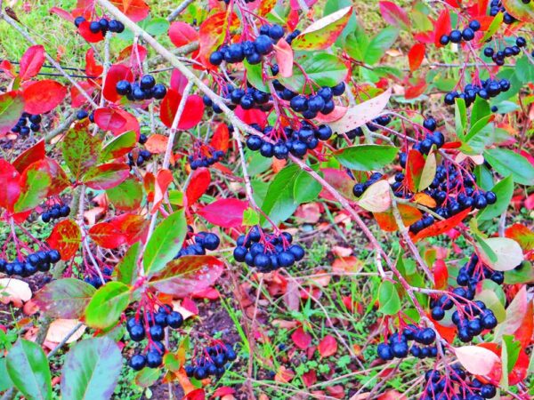 Aronia Stammveredlung | Besondere Nutzpflanzen - Viele Früchte am Baum