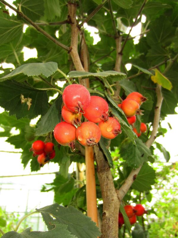 Azarolapfel | Apfelbaum - Äpfel am Baum