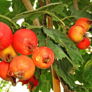 Azarolapfel | Apfelbaum - Äpfelchen am Baum