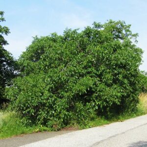 Buschnuss aus Finkenwerder | Nussbaum