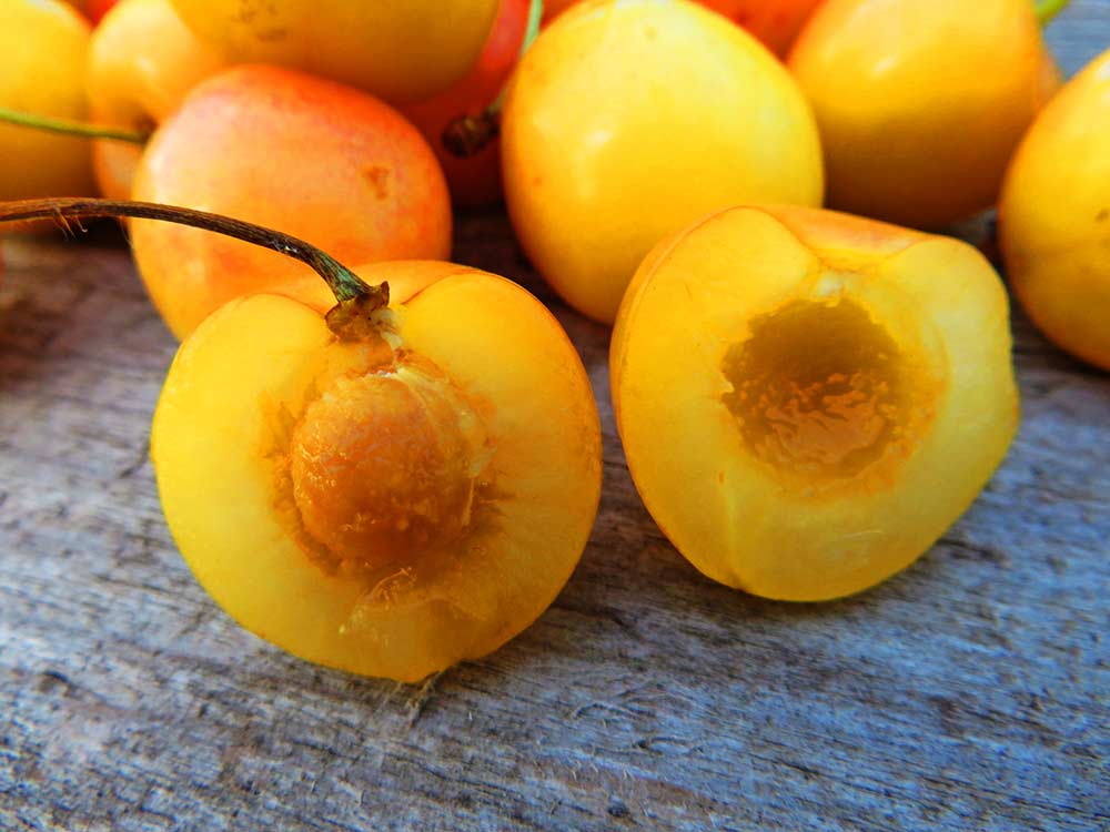Dönissens Gelbe | | Kirschbaum kaufen Südflora Knorpelkirsche