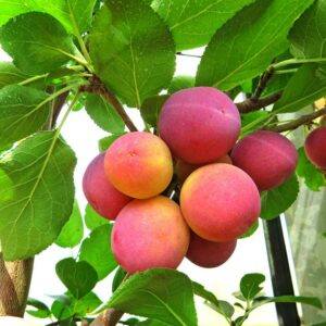 Eibenbacher Aprikosenpflaume | Pflaumenbaum - Pflaumenbüschel am Baum