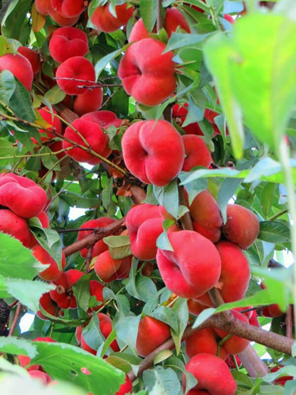 Dutzende rote Früchte am Baum - Galaxia | Pfirsichbaum