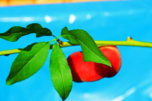 Ast gegen den Himmel mit roter Frucht - Galaxia | Pfirsichbaum