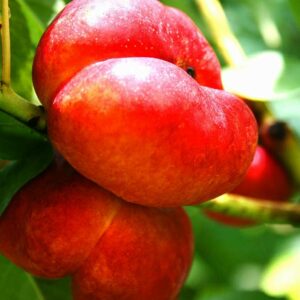 Früchte am Ast - Ganymed | Nektarinenbaum