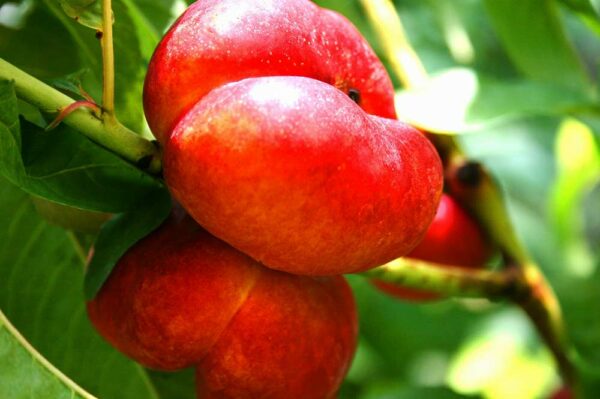 Früchte am Ast - Ganymed | Nektarinenbaum