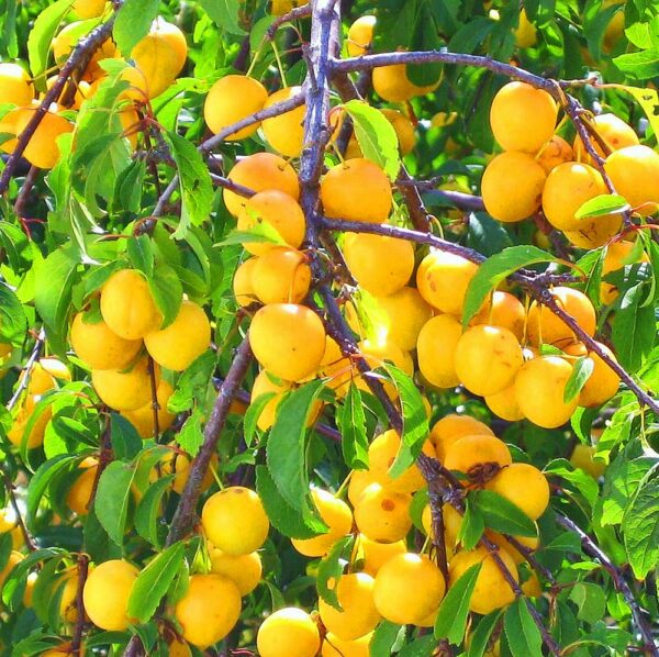 Übervoller Ast mit Früchten - Gelbe Kirschpflaume | Pflaumenbaum