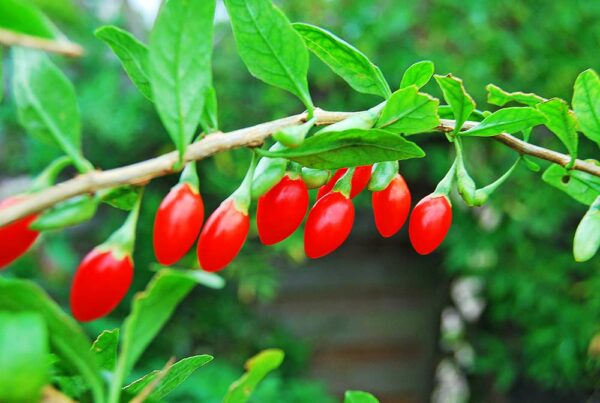 Gojibeere | Besondere Nutzpflanzen - rote Beeren am Zweig