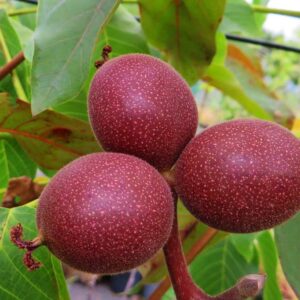 Rotblättrige Walnuss | Nussbaum | Baumschule Südflora - drei Früchte am Baum