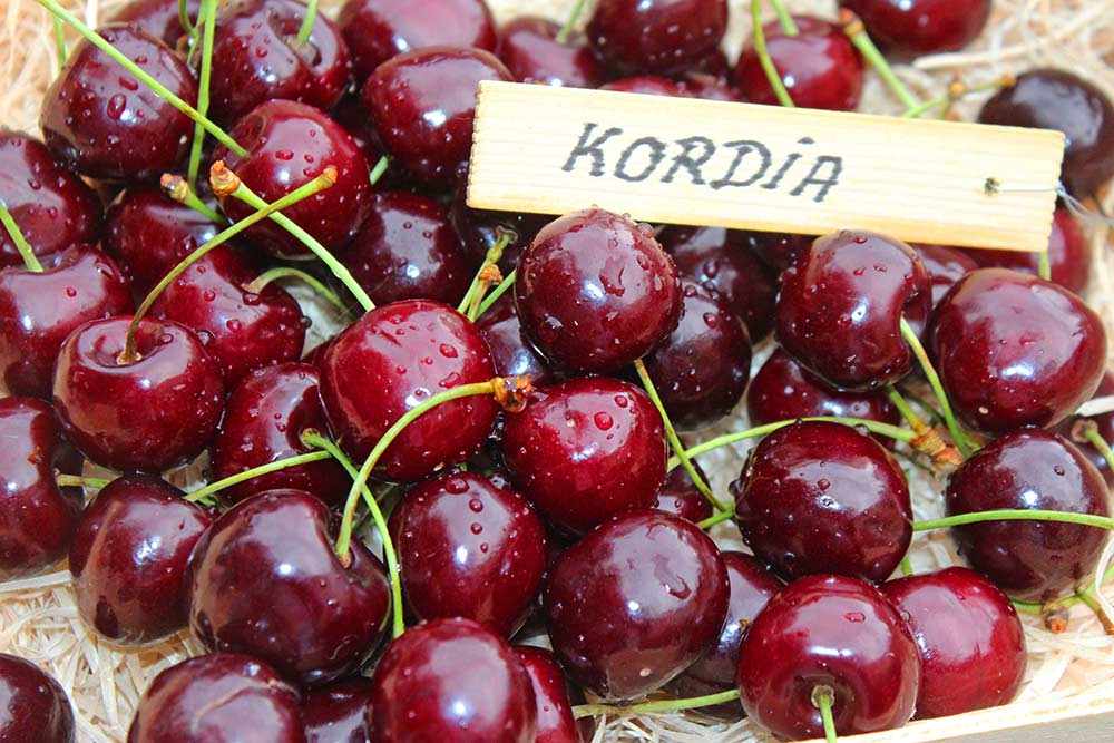 Kordia, Süßkirsche Kordia, Süßkirsche