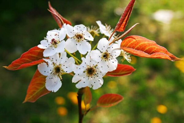 Weiße Kumoi-Blüten am Nashibaum