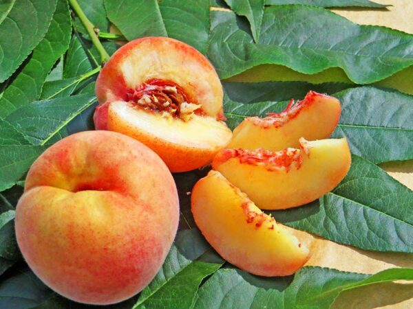 Belpata | Pfirsichbaum | Baumschule Südflora - Ganze, halbe und Fruchtstücke